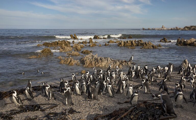 African Penguins Face Renewed Food-Supply Concerns as Sardine Stocks Come Under Pressure.